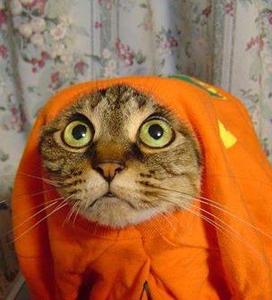 кот одевается.jpg