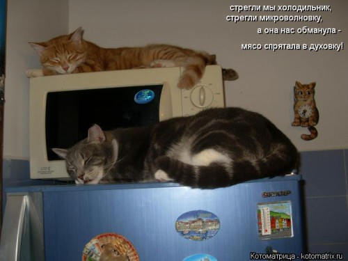 kotomatritsa_u3.jpg