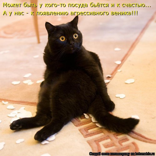 kotomatritsa_Fj.jpg