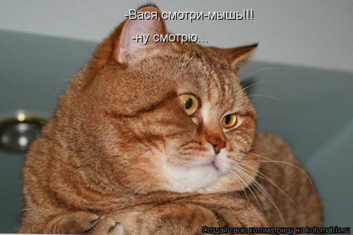 kotomatritsa_P3.jpg