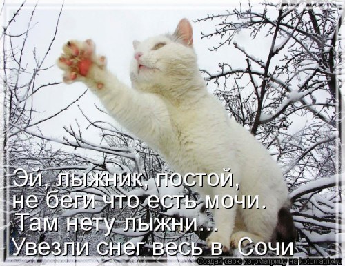 kotomatritsa_sh.jpg