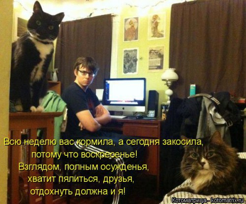 kotomatritsa_iar.jpg