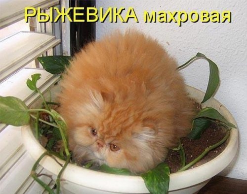 DIfmEnigpI8.jpg
