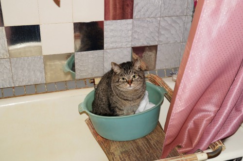 Кот.jpg