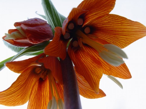 Рябчик королевский