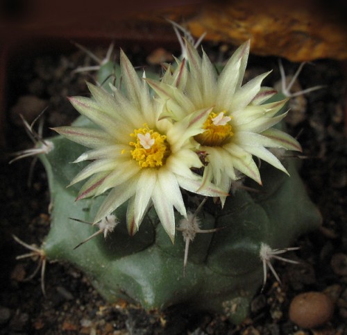 Turbinicarpus swobodae