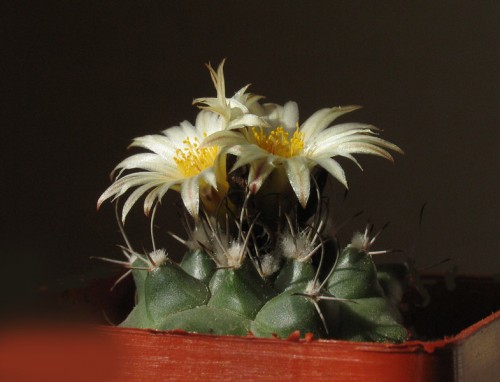 Turbinicarpus swobodae