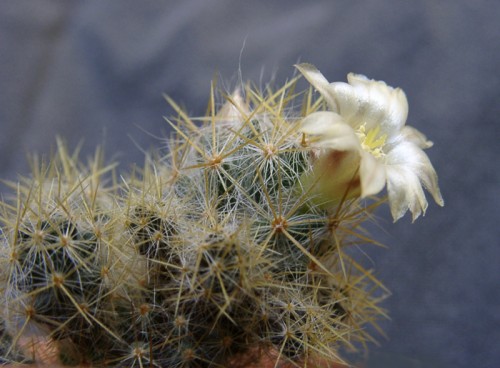 Mammilaria prolifera