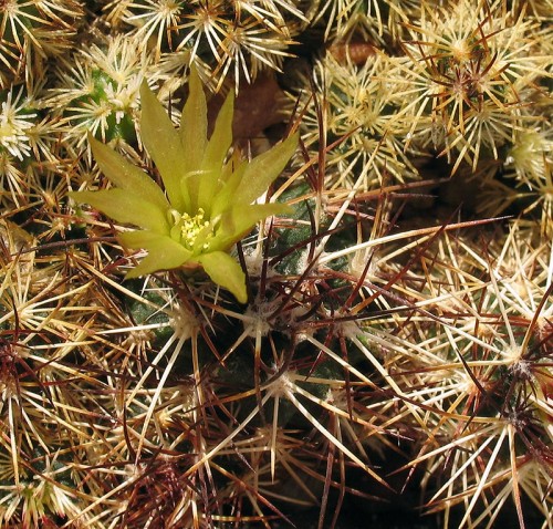 Echinocereus viridiflorus v. davisii SB 426