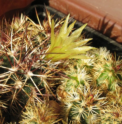 Echinocereus viridiflorus v. davisii SB 426