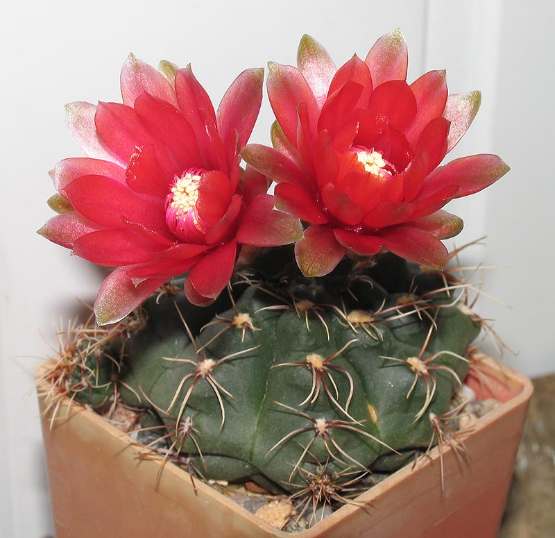 Gymnocalycium baldianum