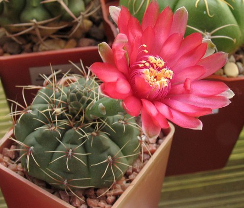 Gymnocalycium baldianum