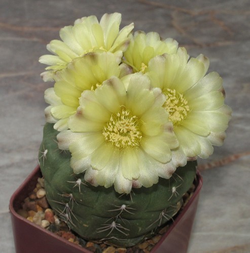 Gymnocalycium andreae