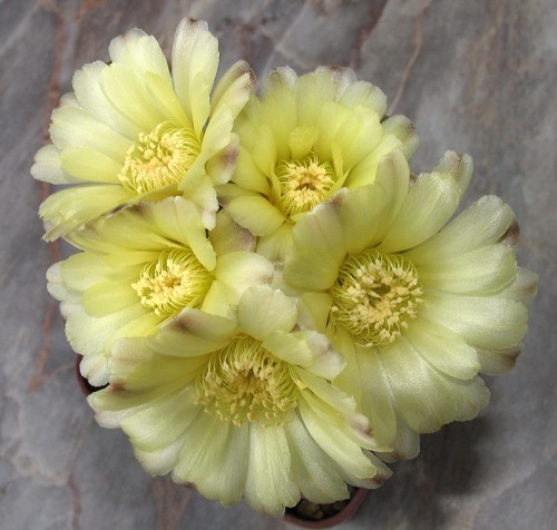 Gymnocalycium andreae