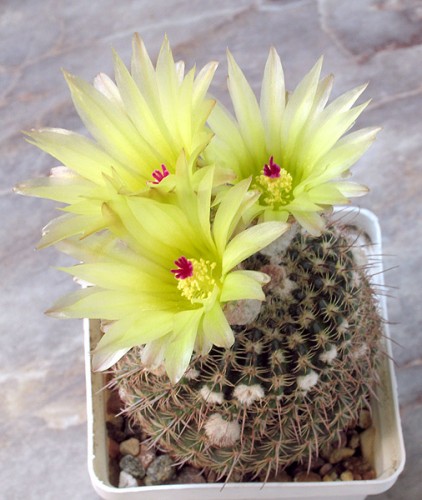 Notocactus concinnus f.