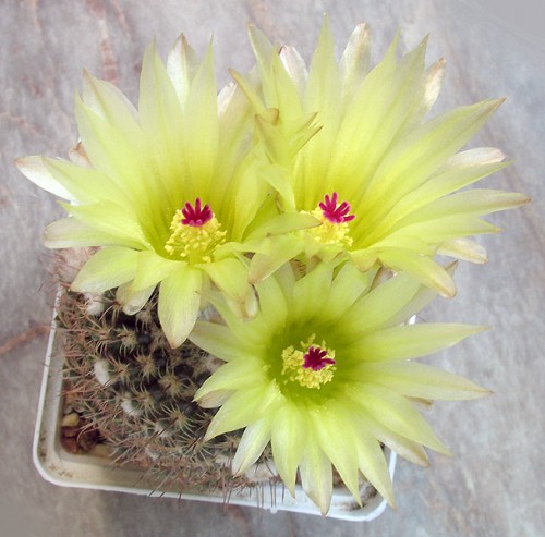 Notocactus concinnus f.