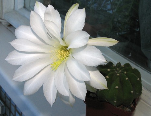 Echinopsis subdenudata