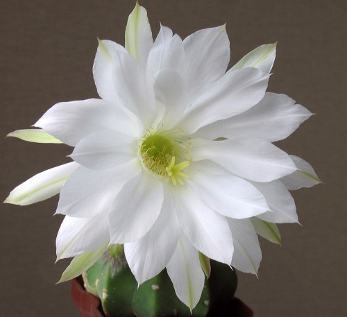 Echinopsis subdenudata