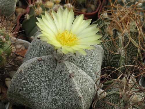 Astrophytum myriostigma v quadricostatum