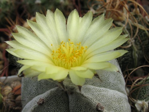 Astrophytum myriostigma v quadricostatum