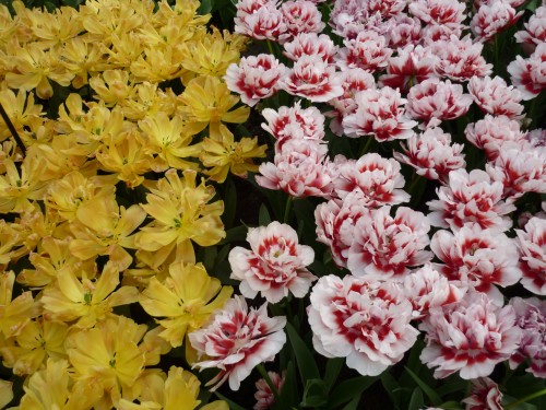 Tulips.JPG
