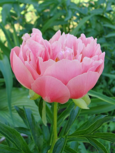 Pink Hawaiian Coral