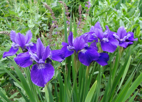 iris_MH_1.jpg