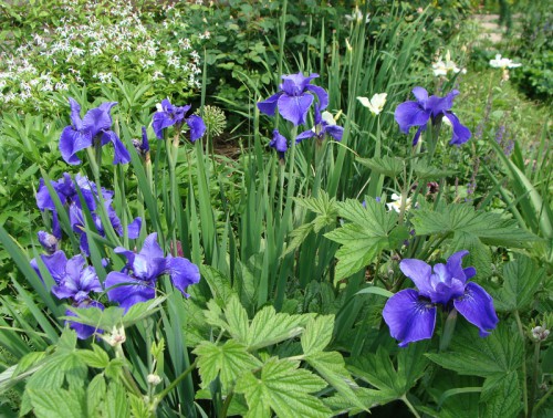 irises_2.jpg