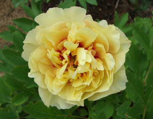 Garden Treasure
