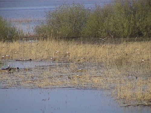 Чайки во множестве обитают на берегах