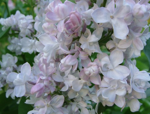 syringa PO_1.jpg (589.76 КБ) 3593 просмотра Полина Осипенко