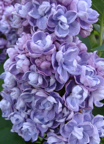 syringa ASch_1.jpg (495.22 КБ) 3593 просмотра Ами Шотт