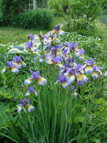 iris_Pennywhistle_1.jpg