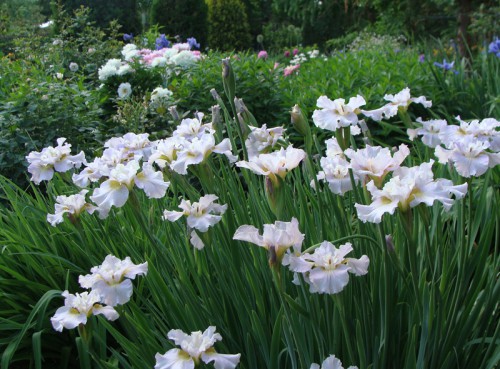 iris_Dawn-Waltz_1.jpg