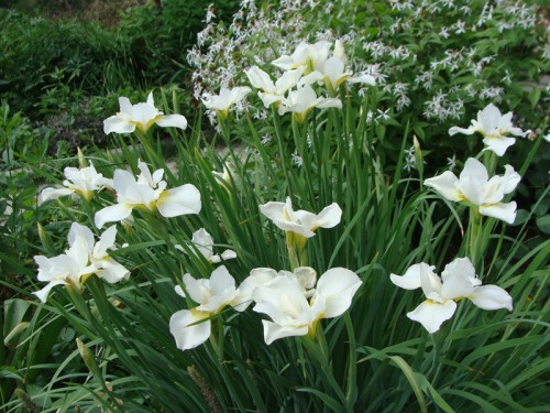iris_White-Swirl_1.jpg