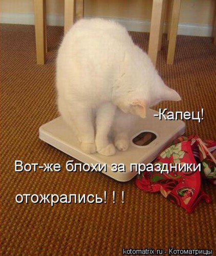 блохи.jpg