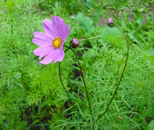DSC03569.JPG