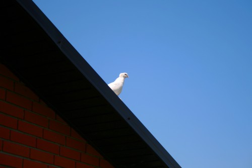 IMG_0485_новый размер.JPG