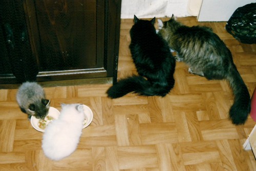 кошки и котята