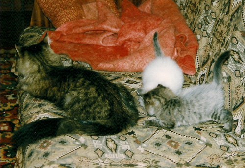 Дульсинея с котятами