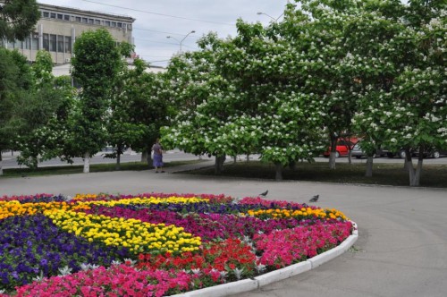 Катальпы.jpg